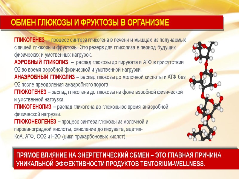 ГЛИКОГЕНЕЗ  – процесс синтеза гликогена в печени и мышцах из получаемых с пишей